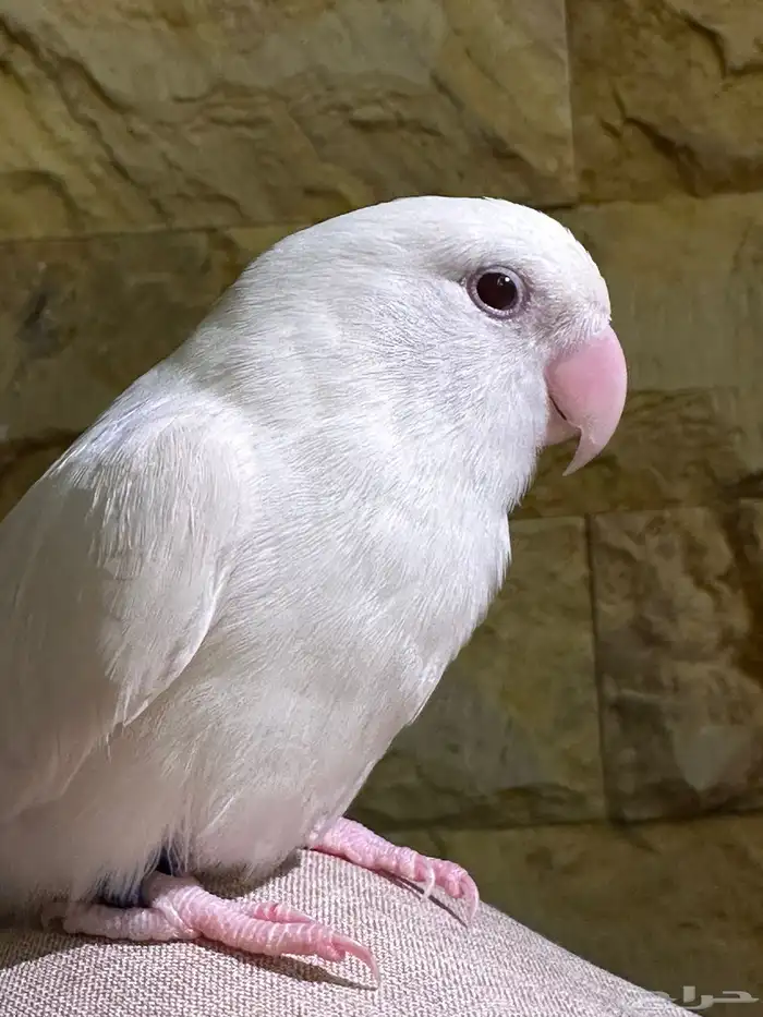 روز البينو تم البيع 0