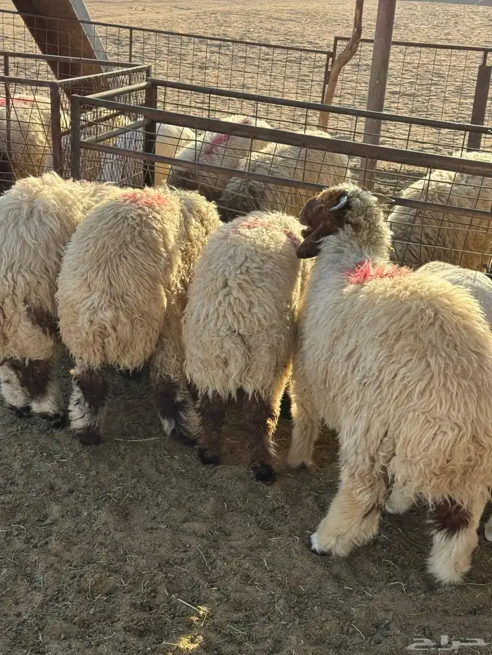 طليان نعيم وحري ذبايح للمناسبات والزواجات ذبح وتوصيل مجانا 1