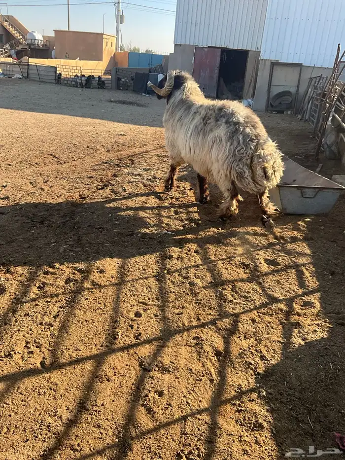 فحل نعيم شرررط النسف و مصور وهو ينسف 8