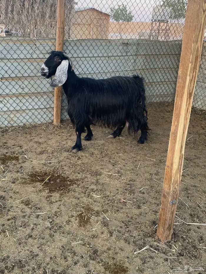 عنز عارضيه متاوم 4