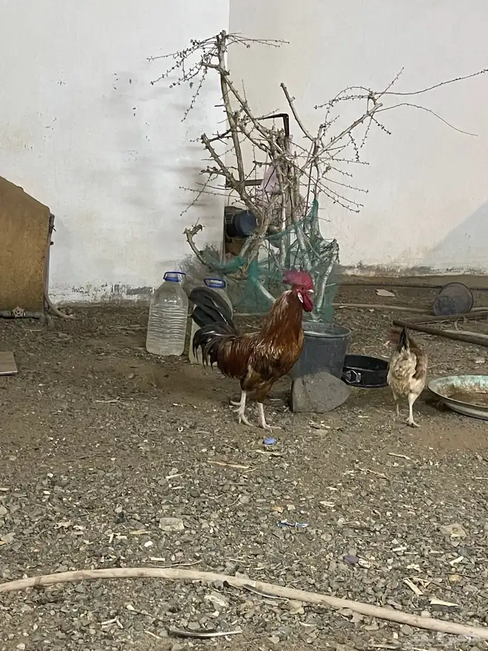 ديك بلدي أصيل 0