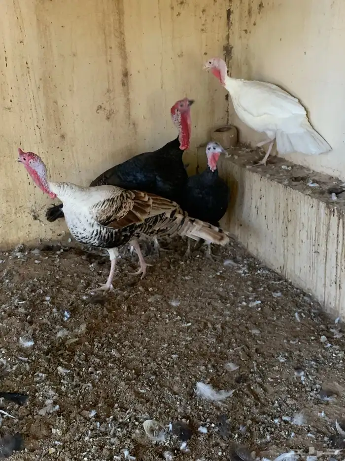 حمام و دجاج رومي 4