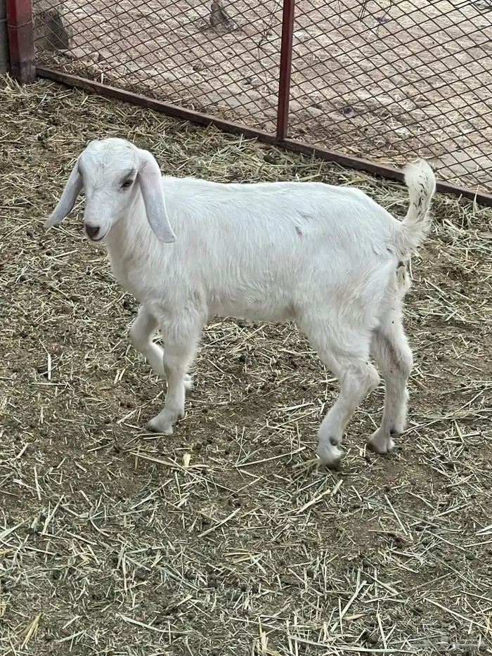 جفرات وتيوس 2