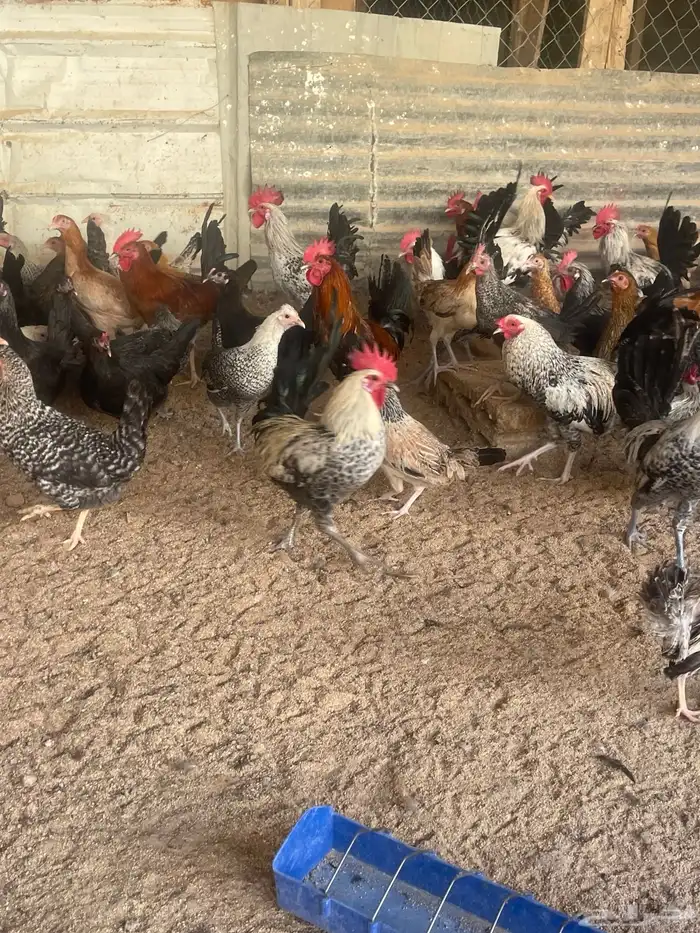 دجاج بلدي بياض يوجد توصيل 3