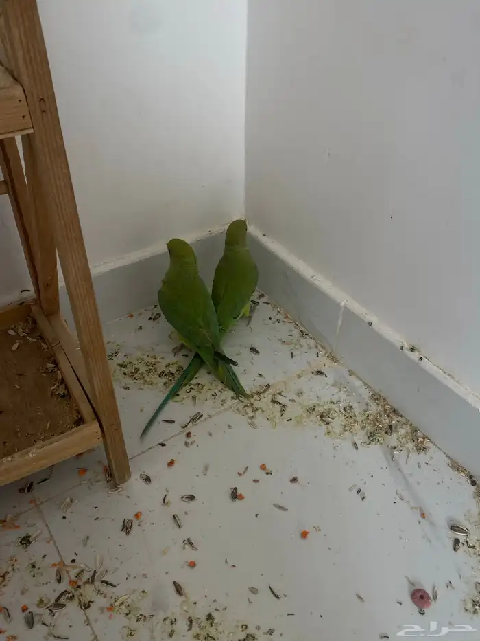 بغبغاء دره هندي البيع اثنين العمر4شهور يمكن على اسوم اثنين 2