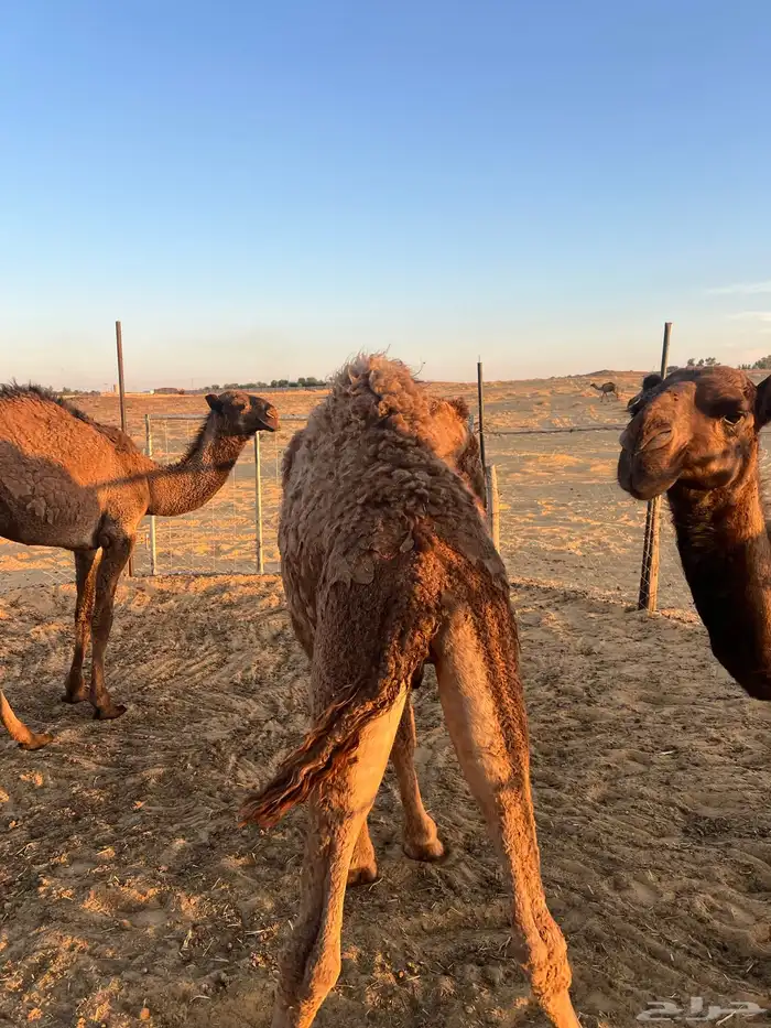 ثلاث قعدان للبيع 2