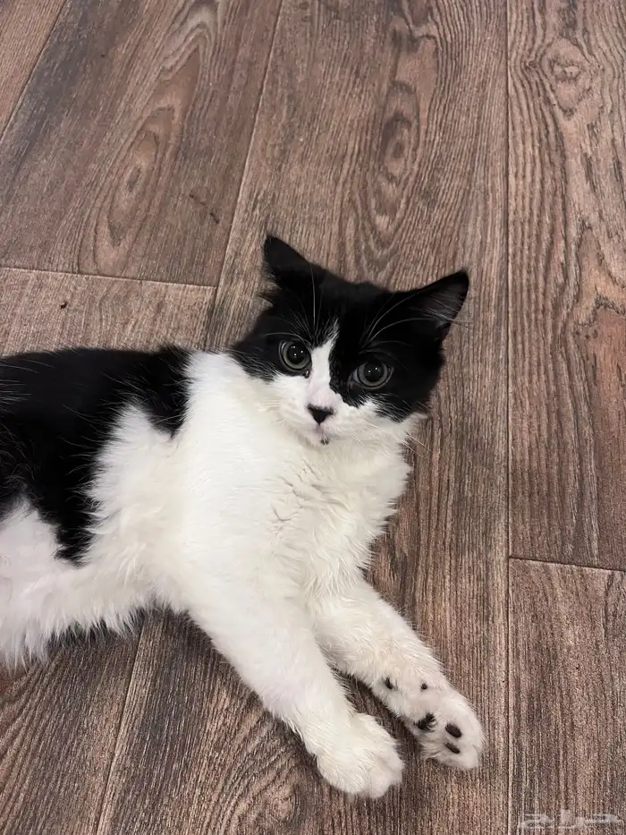 قطه للتبني 2