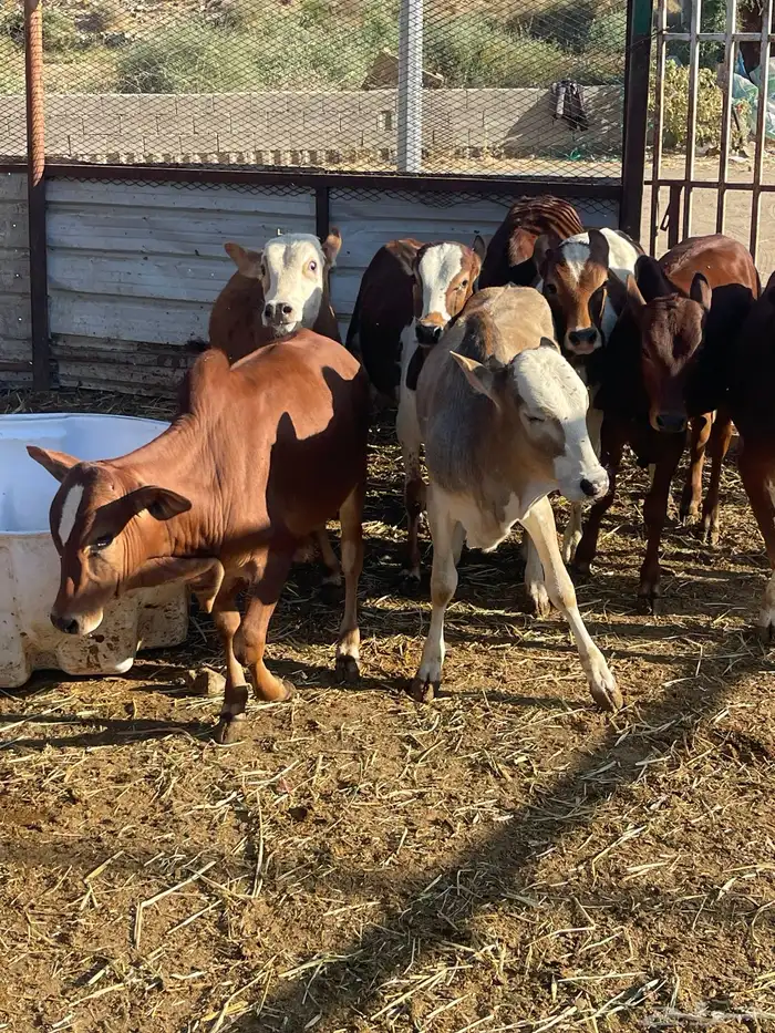 حسلان بلدي 9