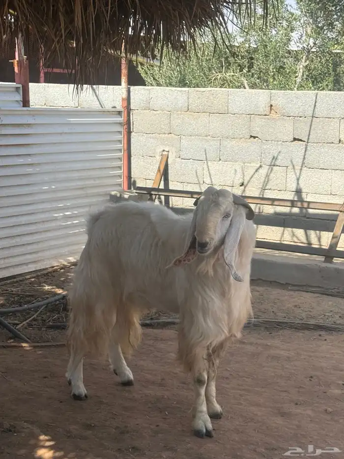 تيس فحل مشروك صنف نادر منتج 0