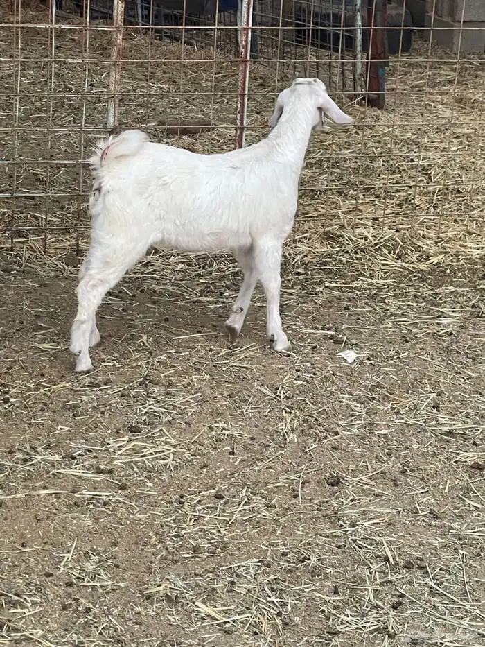 جفرات وتيوس 5