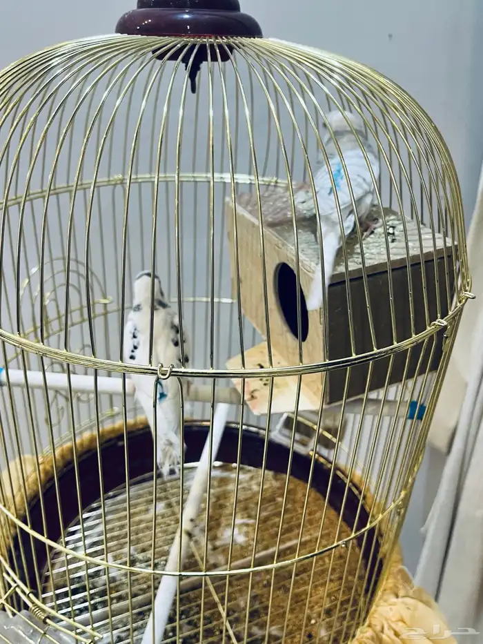 طيور الحب بادجي مع قفص وستاند 1