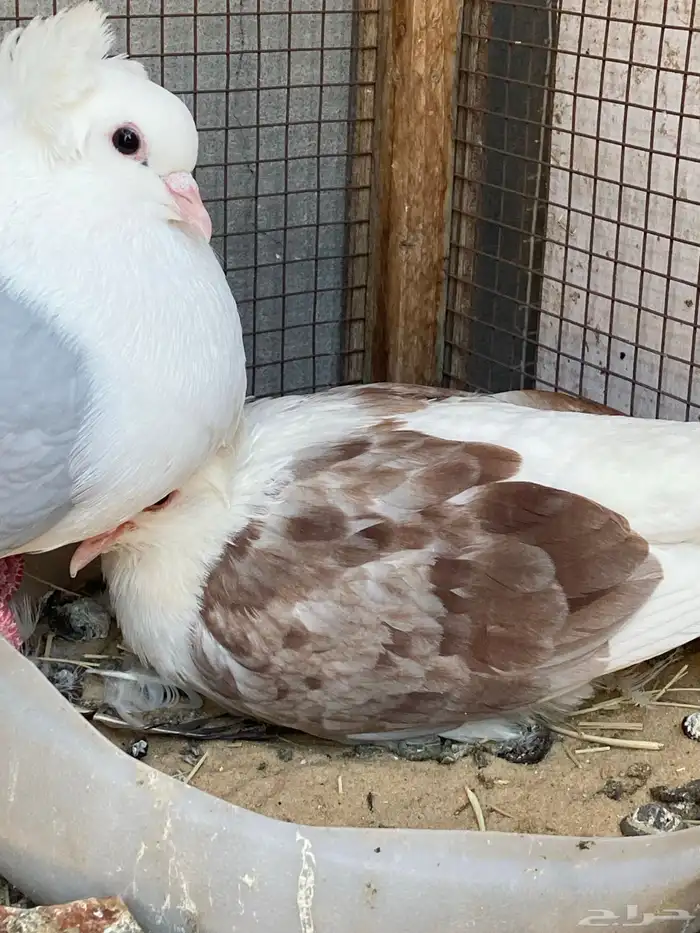 طيور بقع فرنسيات انتاج 2