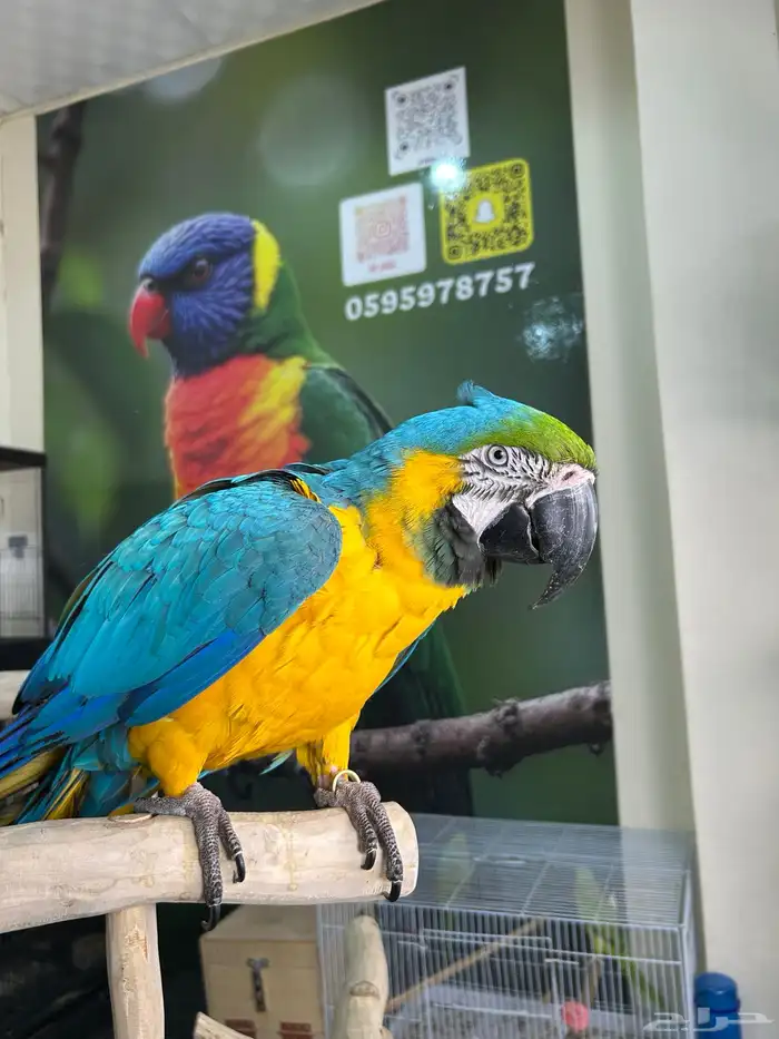 مكاو بلو اند قولد اليف وهدد داخلي و خارجي ومتكلم تم البيع 6