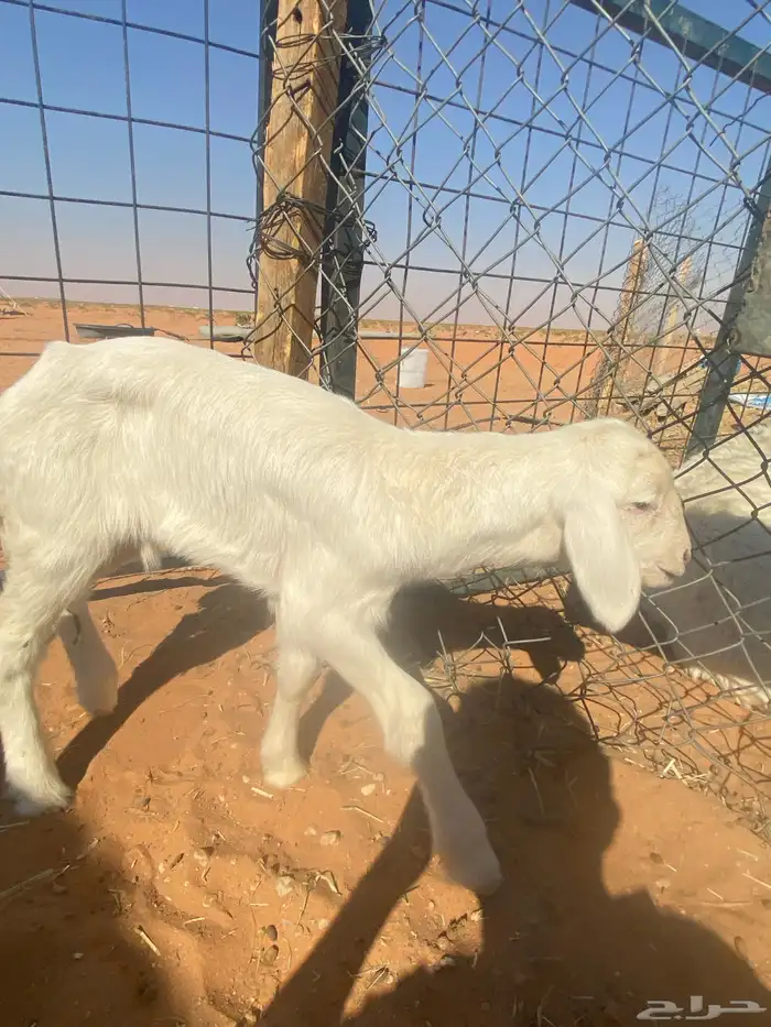 داغور حري خروف 0