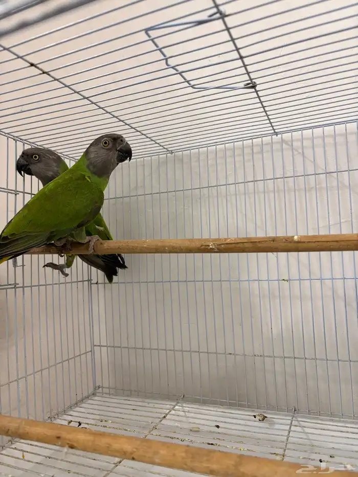 بغبغاء سينغالي 3