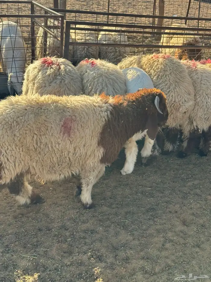 طليان نعيم وحري ذبايح للمناسبات والزواجات ذبح وتوصيل مجانا 6