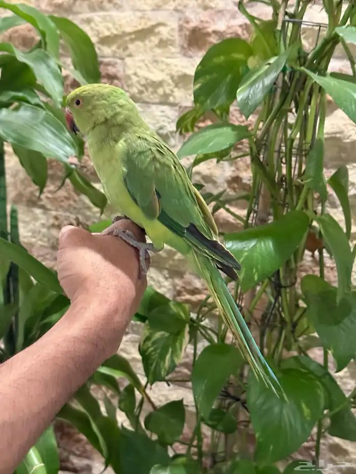 طير درة سعر مغري للبيع 0