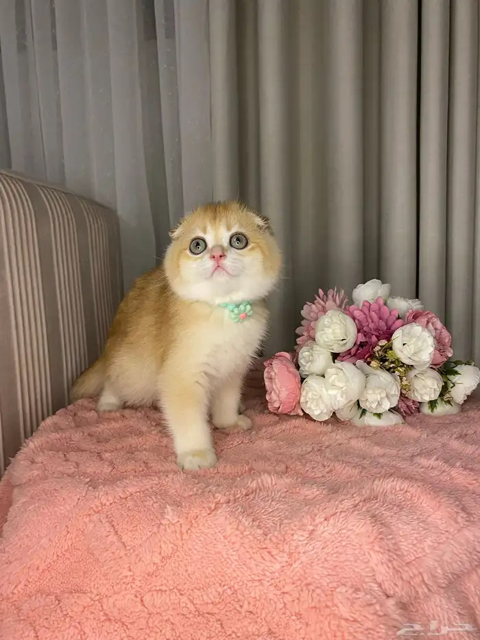 قطط سكوتش تربل فولد للبيع 0