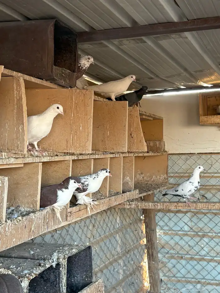 للبيع حمام مشكل 1