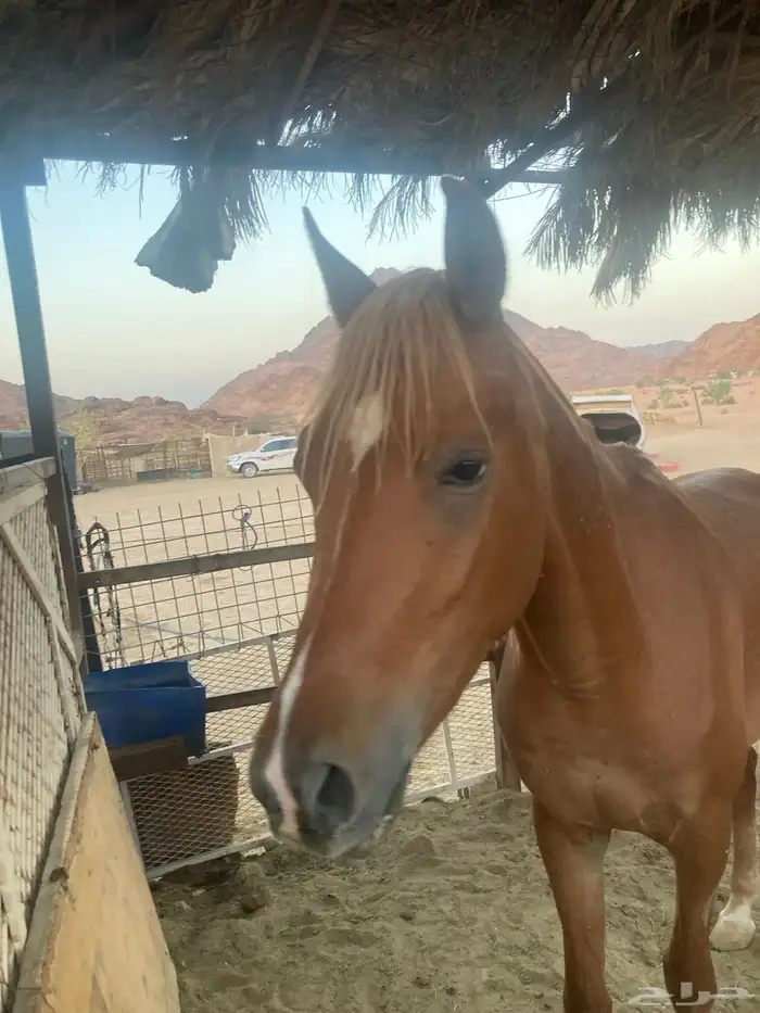 حصان مصري ماكس للبيع 5