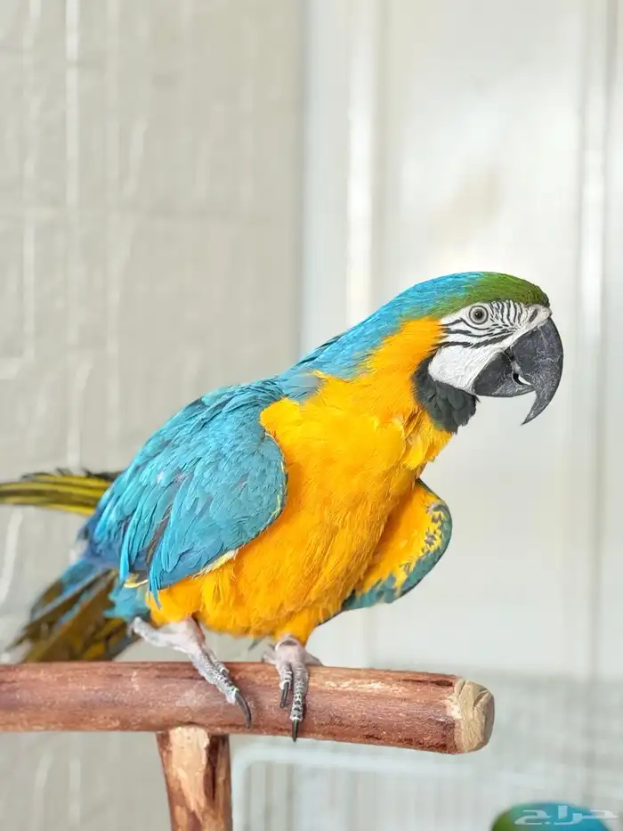 ببغاء مكاو اليف ولعوب ومتكلم عمر سنتين 0