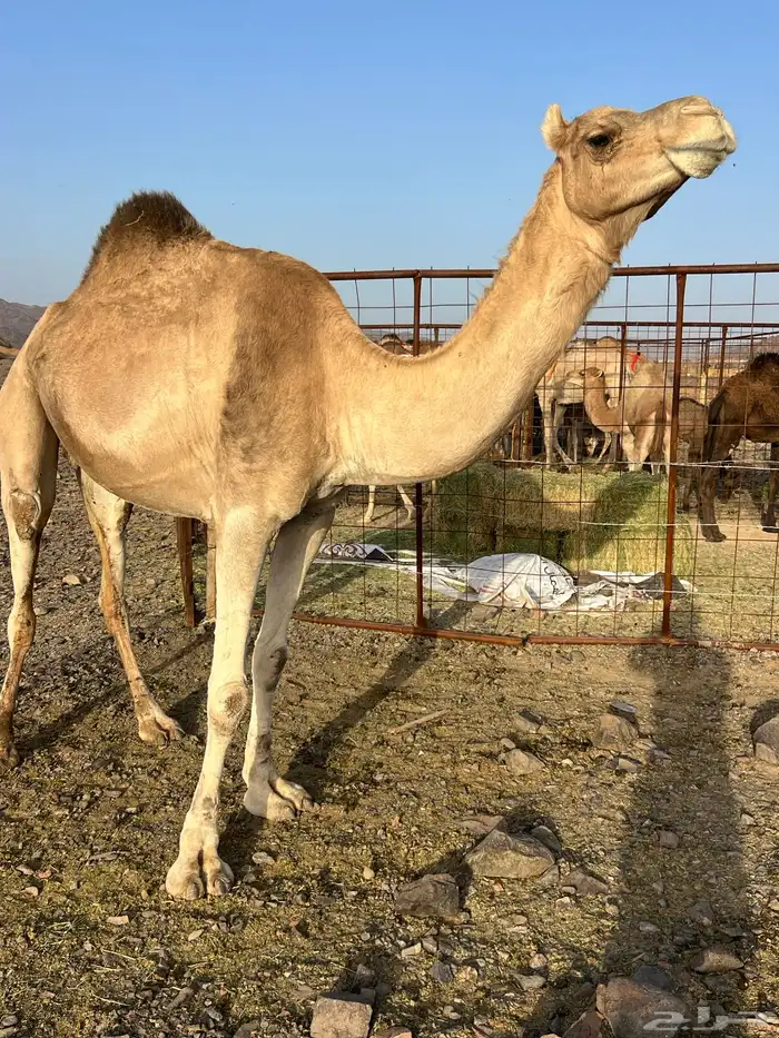 لقحات حمر يولدن من 5800 تم البيع 5