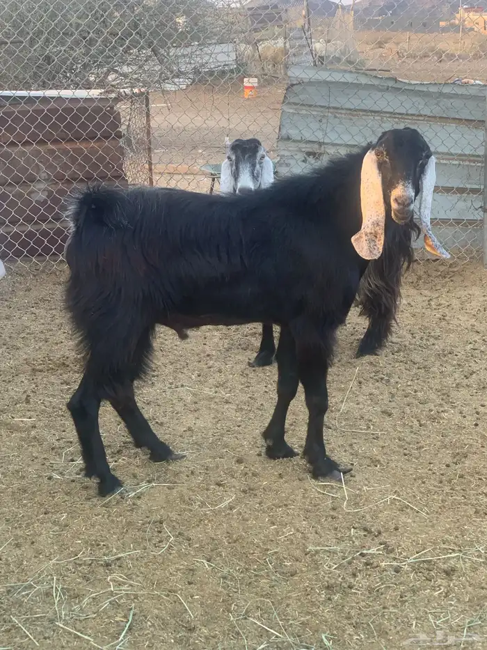 تيس فحل عارضي 3