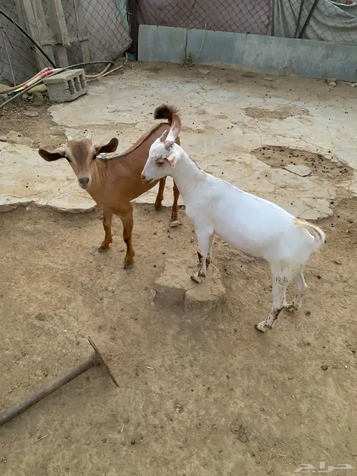 2 تيوس العمر من شهرين إلا ثلاثة شهور 1