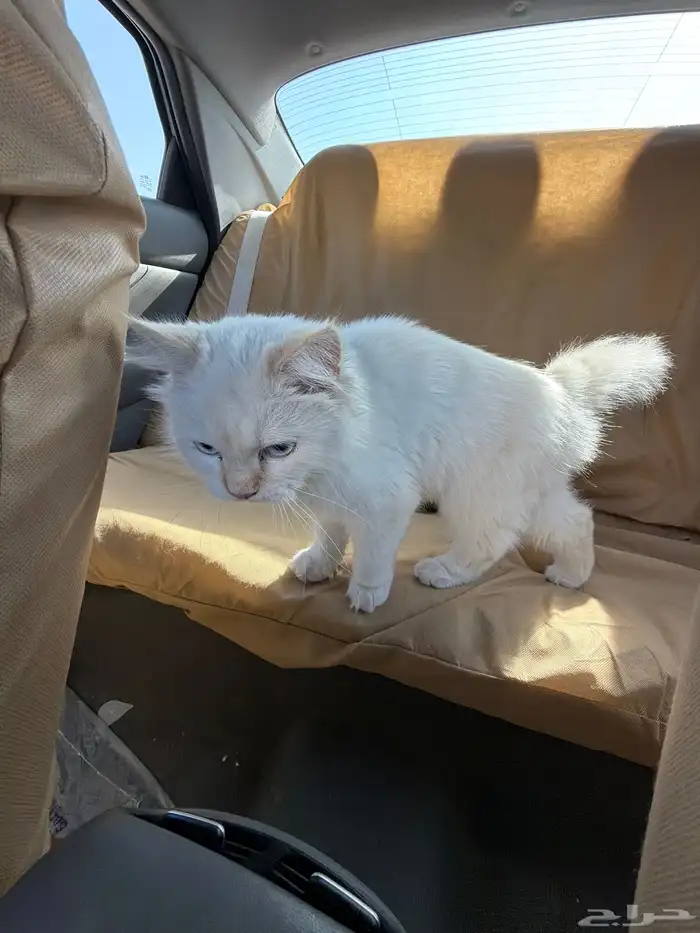 قط مكس هملايا و شيرازي 1