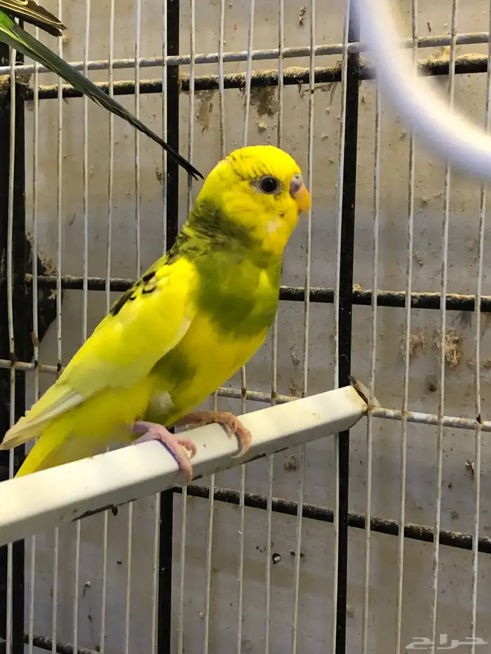 للبيع 3 ذكران بادجي 4