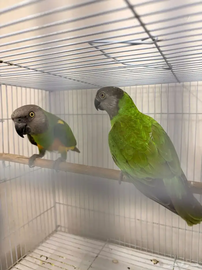 بغبغاء سينغالي 2