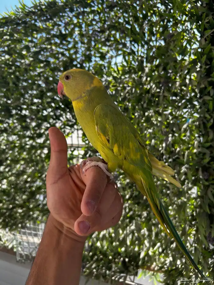 ذكر دره اليف و متكلم و طفره جميله و نادره 3