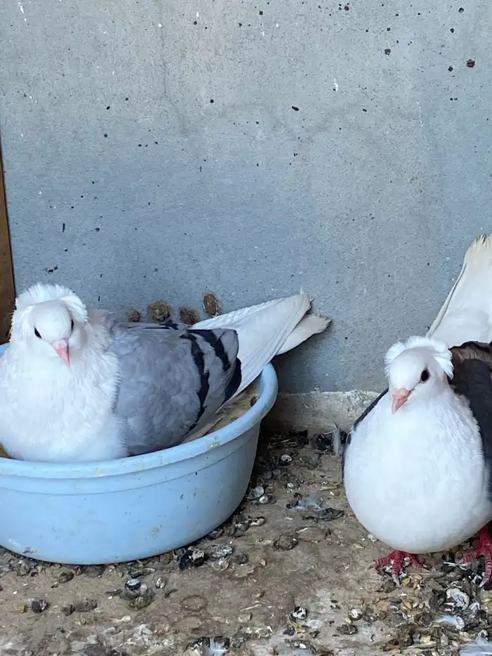 طيور بقع فرنسيات انتاج 3