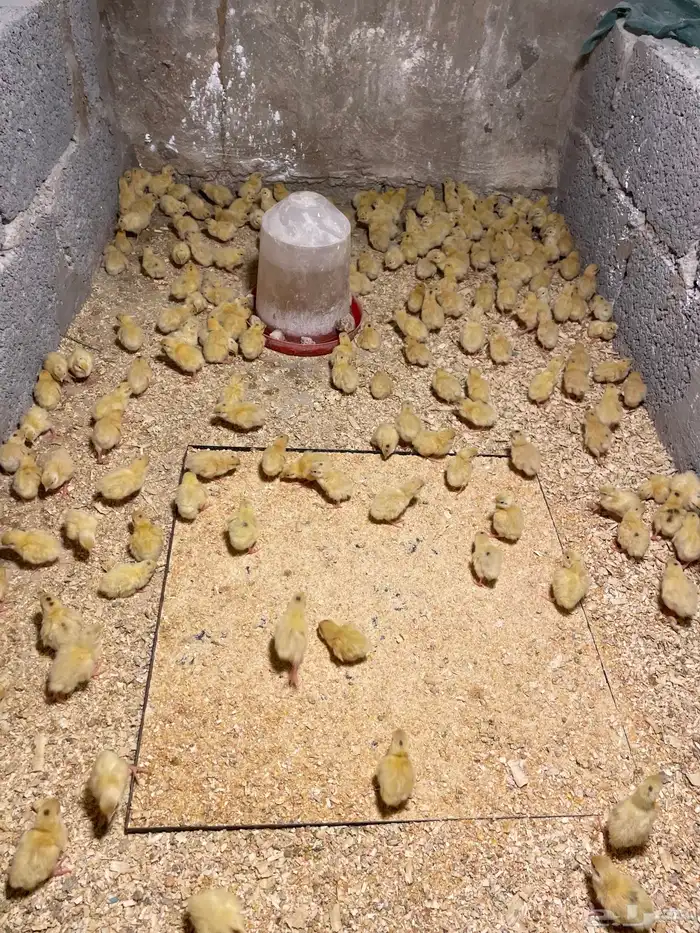 سمان تكساس العملاق 4