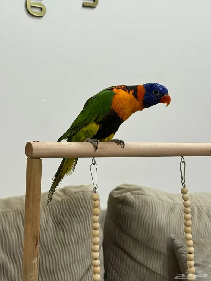 لوري رد كولارد (تم البيع) 2