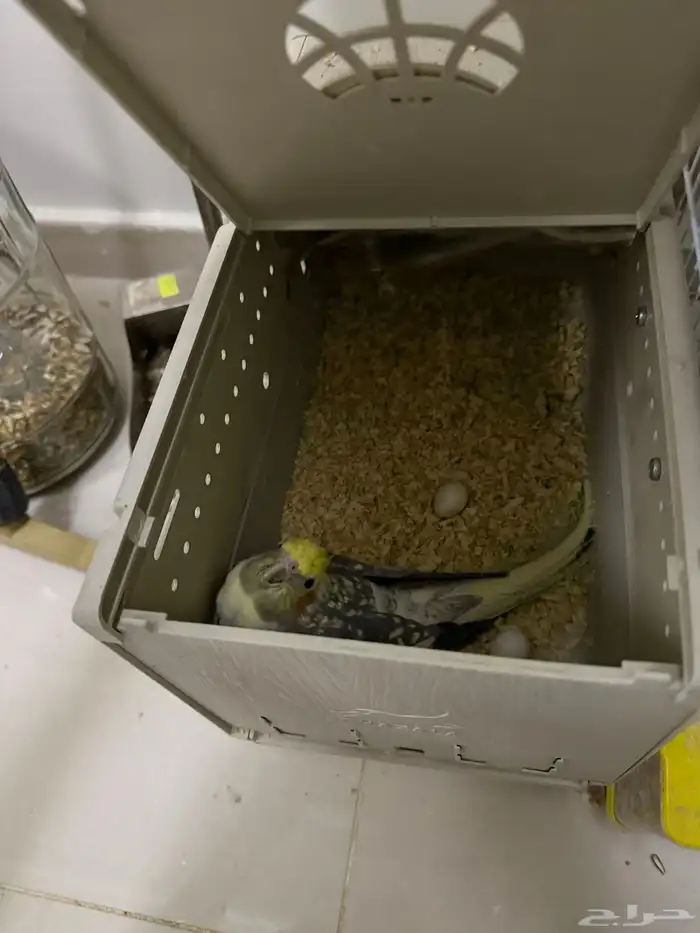 اجواز كروان منتجه 11