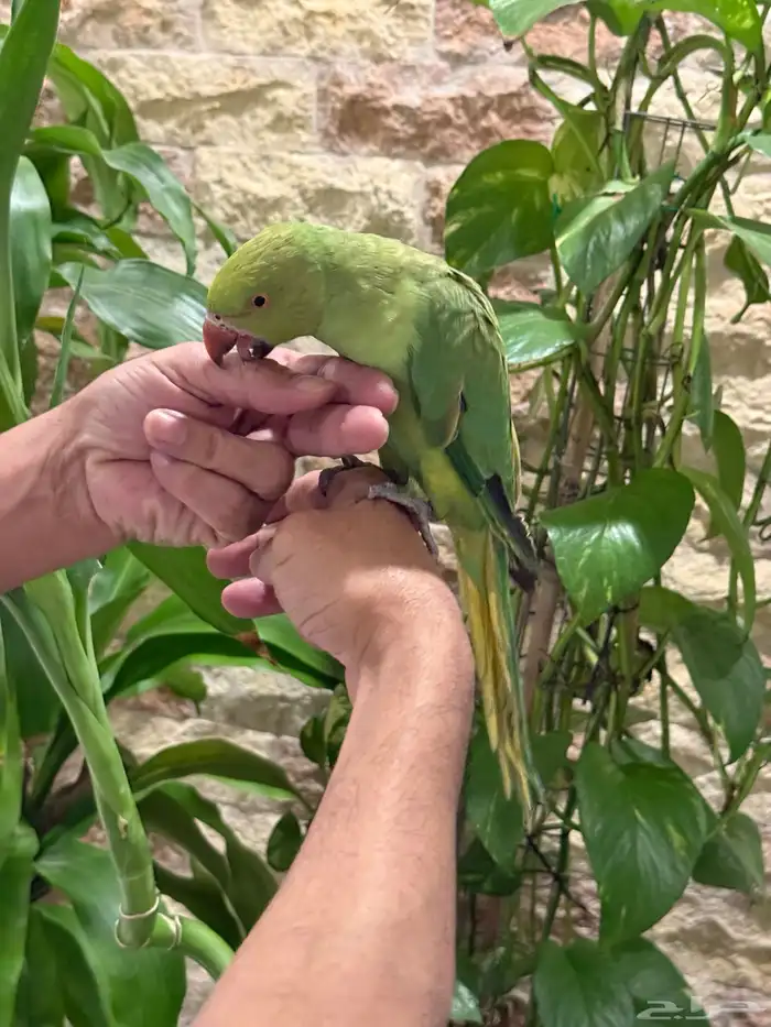 طير درة سعر مغري للبيع 5