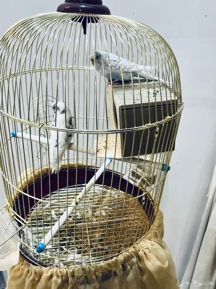 طيور الحب بادجي مع قفص وستاند 2