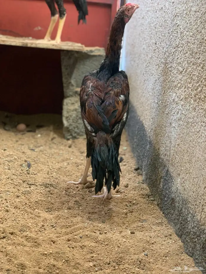 ديك باكستاني سندي 4