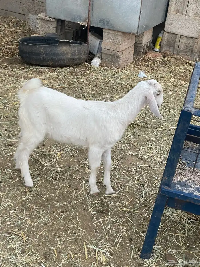 جفرات وتيوس 3