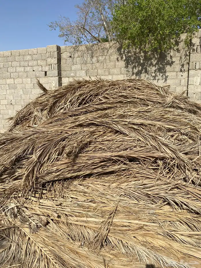 سعف جريد نخيل 0