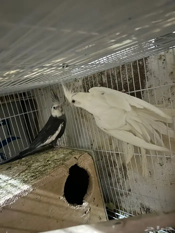 سلام عليكم جوز كروان 5