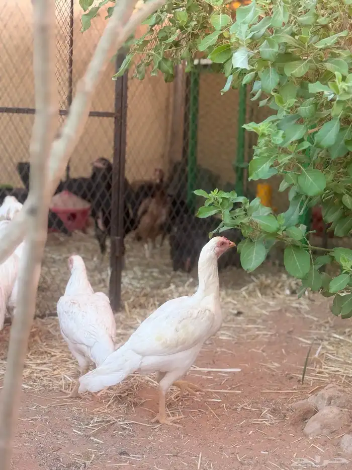 طقم دجاج باكستاني 8