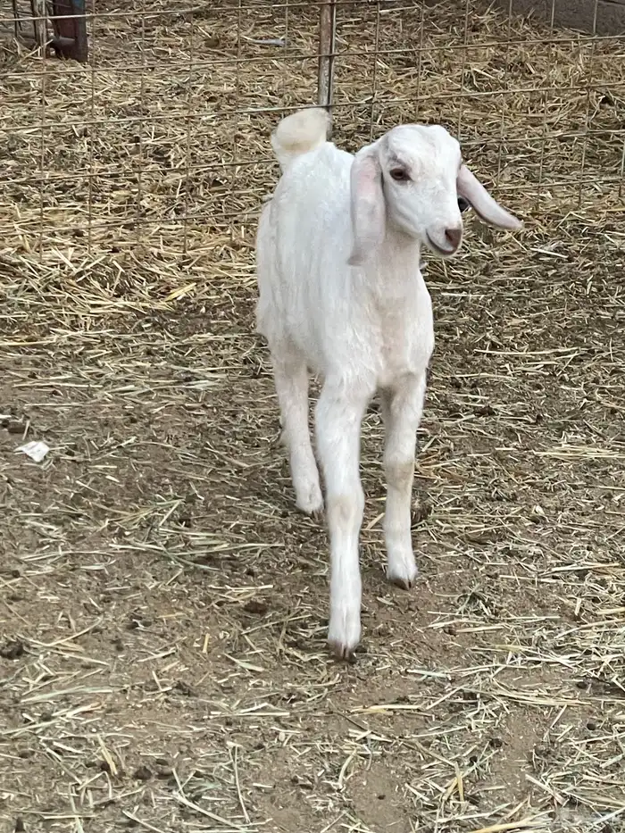 جفرات وتيوس 4