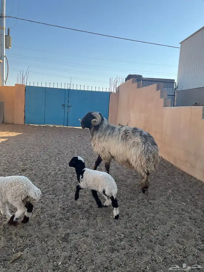 فحل نعيم شرررط النسف و مصور وهو ينسف 9