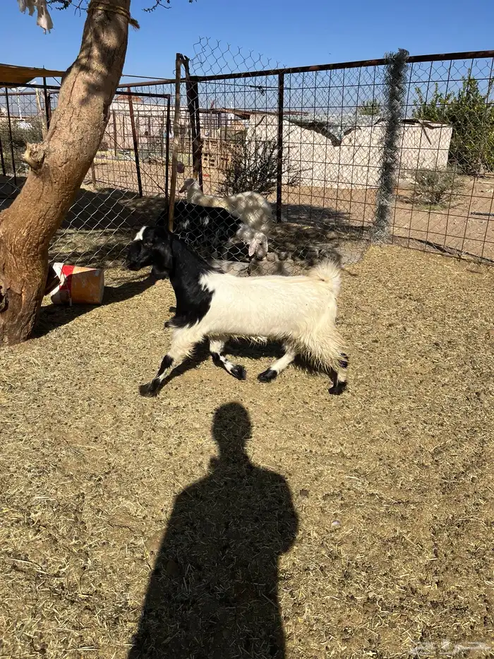 بغراه جذعه سمين فل الفل 0