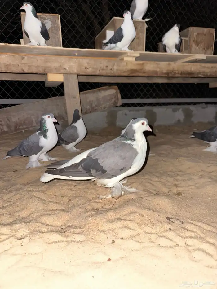 حمام شيرازي اللاهوري 2