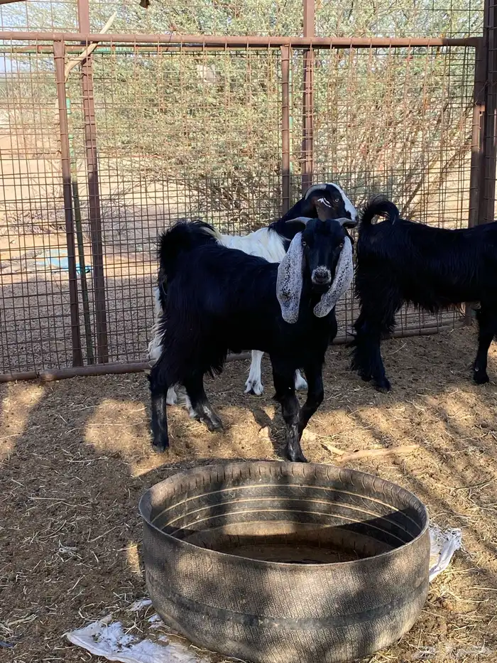 تيوس مخاصي 1