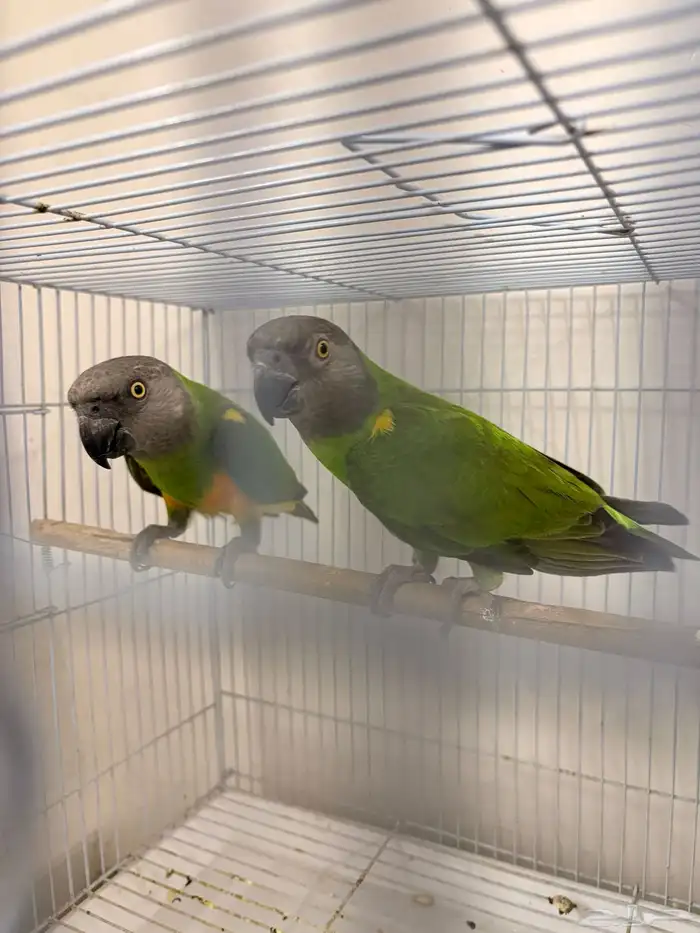 بغبغاء سينغالي 4