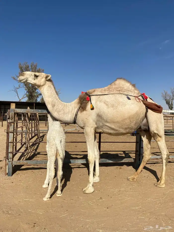 للبيع خلفه على جميع الشروط 0